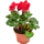 Цикламен d12 h30