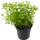 Спирея японская Albiflora 35-55 см