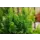 Кипарисовик ø12 h40 см