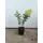 Гортензия Фантом ø19 h40 - 50 см