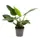 Филодендрон Сильвер Сворд ø21 h120 см