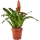 Врезия микс ø12 h45 см