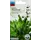 Семена щавель Лимонный Семена щавель Лимонный