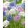 Аллиум микс луковицы 4/5 10 шт