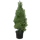 Ель Коника ø23 h50 см