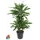 Драцена Голден Кост ø21 h90 см
