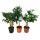 Цитрус микс ø21 h70 см Цитрус микс ø21 h70 см