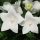 Платикодон Вайт (White) I (1/16)