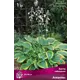 Хоста гибридная «Атлантис», 1 шт.