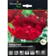 Тюльпан Мейвуд 12/plus, 5 шт.