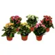Каланхое микс 12x25 см