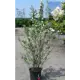 Жасмин садовый «Вёджинэл» 40x100-125 см
