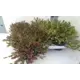 Эрика травянистая микс 11x10 см