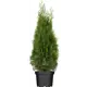 Туя западная Смарагд ø40 h140 - 160 см