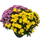 Рассада Хризантема мультифлора ø28 h 60 см