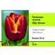Тюльпан Триумф Абу хасан луковица 10/11, 2 шт.