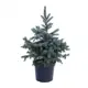 Ель колючая Супер блю ø14 h30 - 50 см