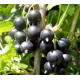 Черная смородина Литвиновская ø17 h35 см