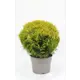 Туя Мириам ø17 h22.5 см
