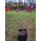 Виноград девичий ø11 h46 см