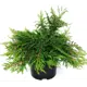 Можжевельник обыкновенный ø17 h40 см