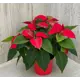 Пуансетия микс ø17 h50 см