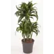 Драцена Дорадо ø21 h80 см