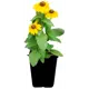Рудбекия ø17 см h25 см