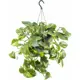 Эпипремнум Ауреум подвесной ø19 h50 см