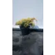 Можжевельник Кинг Оф Спринг h10-20 см