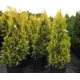 Туя Еллоу Рибон h250 - 275 см