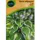 Хоста Geolia гибридная Антиох
