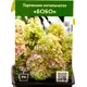 Гортензия Бобо ø9 см h45 см