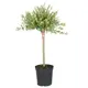 Ива Хакуро Нишики h200 - 250 см