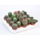 Маммилярия микс ø5.5 h8 см