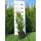 Туя Корник h20 - 40 см