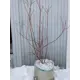 Голубика крупномерная Легаси ø33 h80 - 100 см