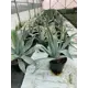 Агава h20 - 40 см