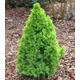 Ель канадская Коника Декабрь h80 см