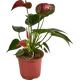 Антуриум ø14 h50 см