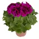 Пеларгония Гранд ø11 h15 см