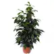 Фикус "Benj Danielle" 21х110 см