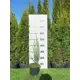 Можжевельник Блю Эрроу ø19 h60 - 80 см
