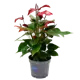 Антуриум Лава ø9 h30 см