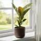 Фикус эластика Шивереана ø9 h25 см