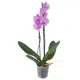 Орхидея Фаленопсис микс ø6 h30 см
