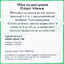 Ива пурпурная «Нана» С2 40 см
