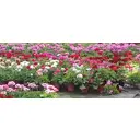 Пеларгония зональная d13 h30-40