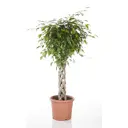 Фикус Бенджамина Экзотика 24x100 см