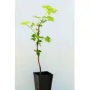 Малина «Барнаульская» 1 год 12.5x30-50 см